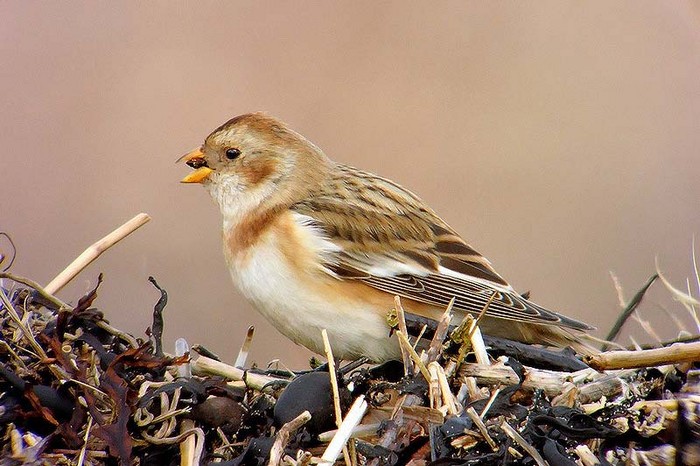 Snow Bunting