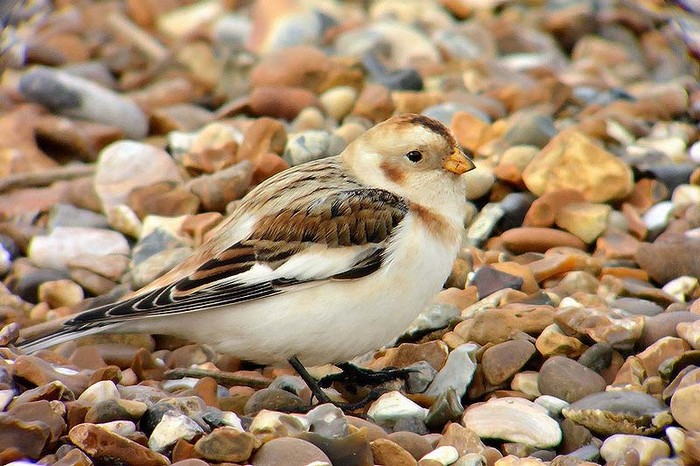 Snow Bunting