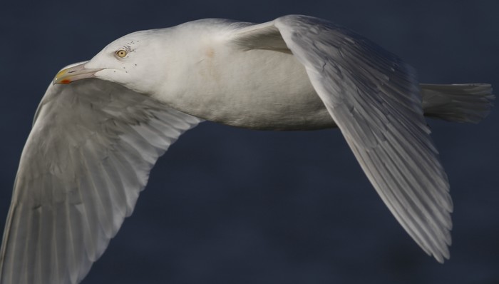 Glaucous Gull