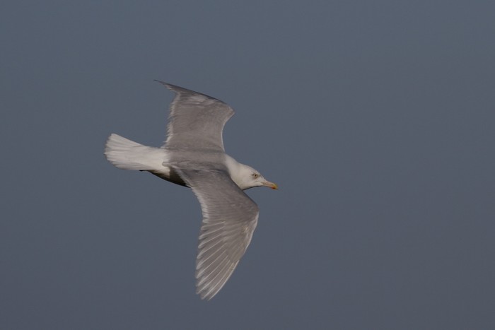 Glaucous Gull