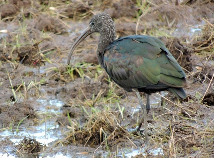Glossy Ibis