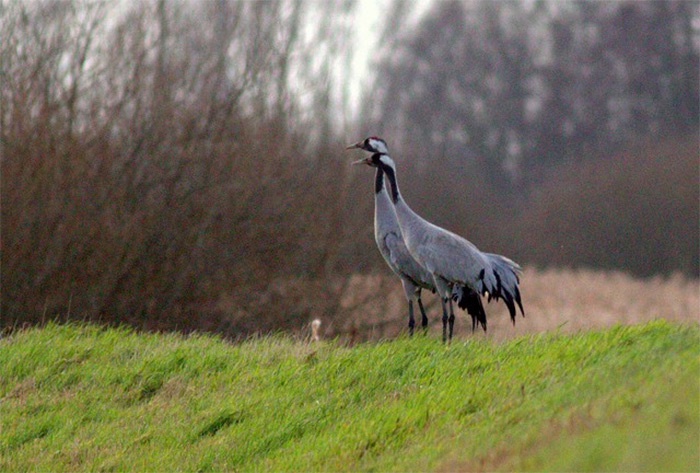 Common Crane