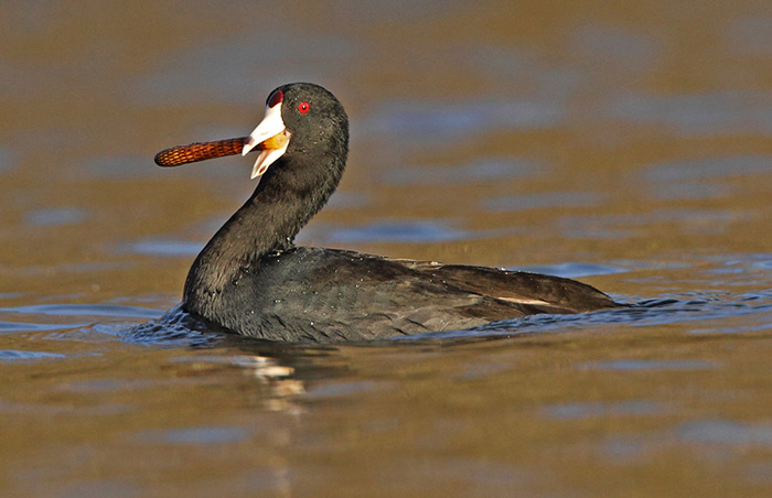 American Coot