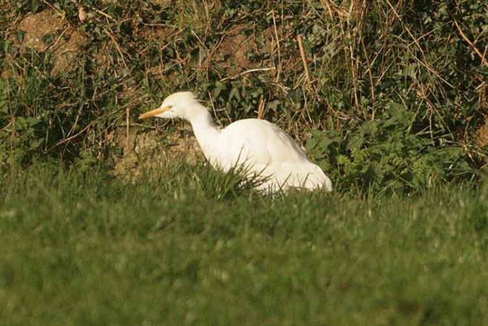Cattle Egret