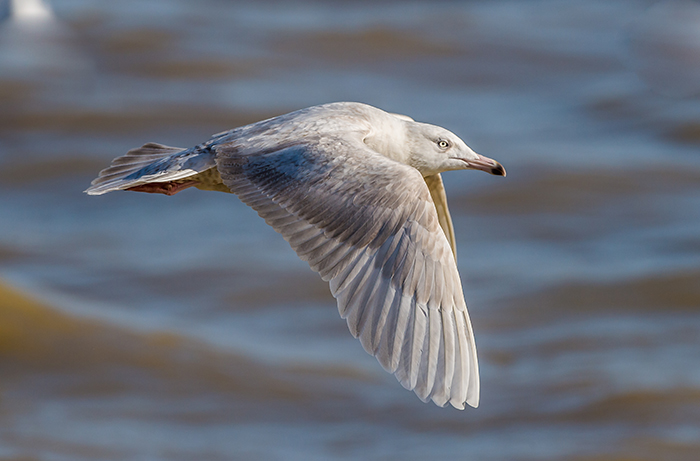 Glaucous Gull