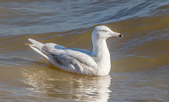 Glaucous Gull