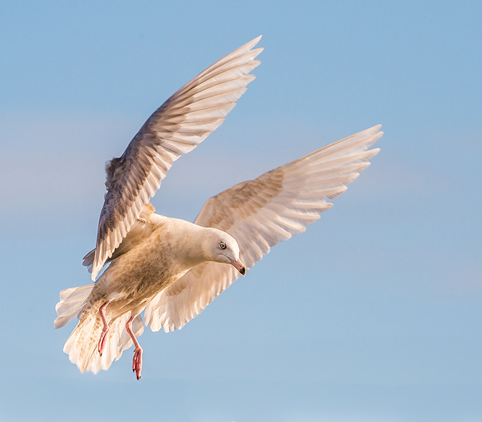 Glaucous Gull
