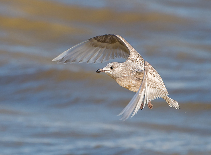 Kumlien's Gull
