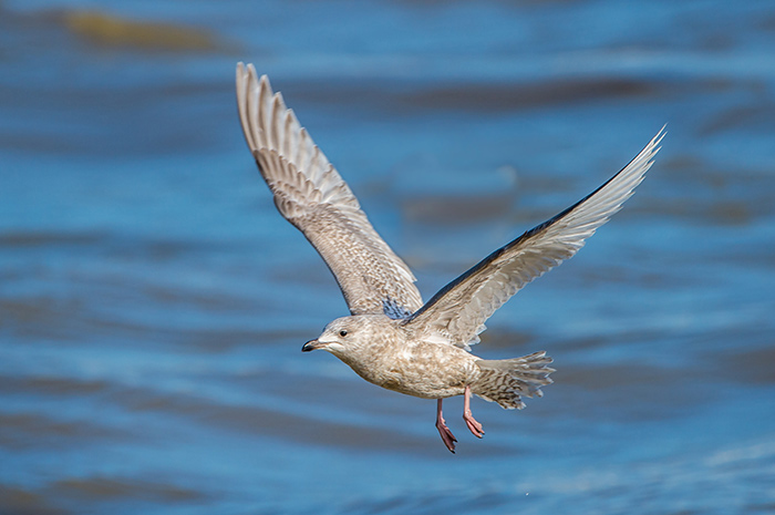 Kumlien's Gull