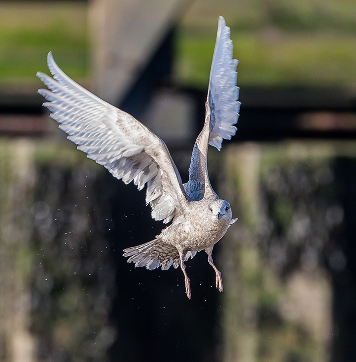 Kumlien's Gull