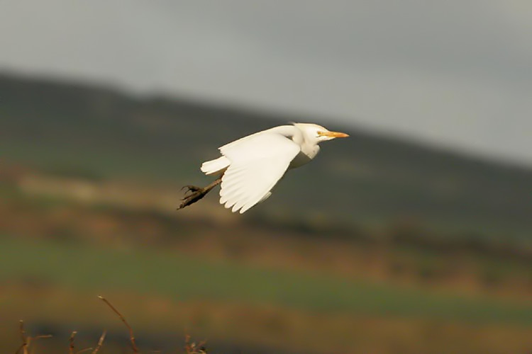 Cattle Egret