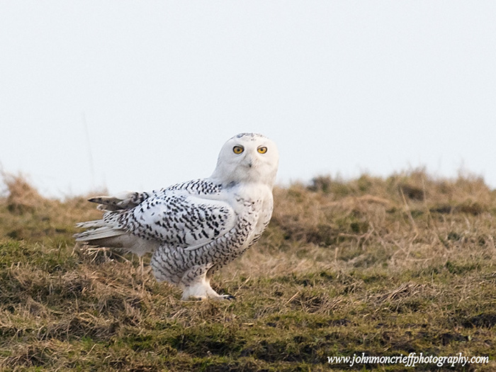 Snowy Owl