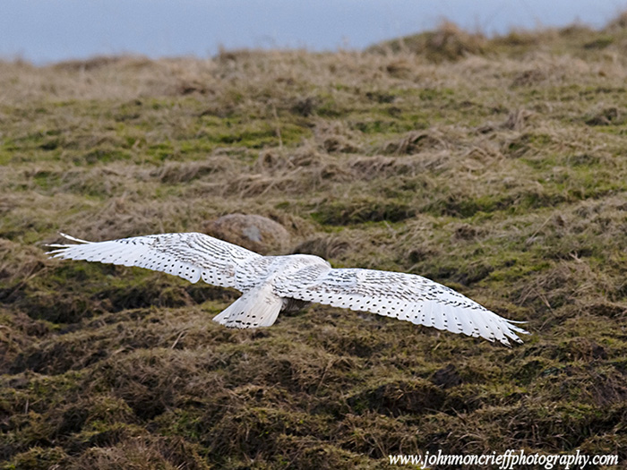 Snowy Owl