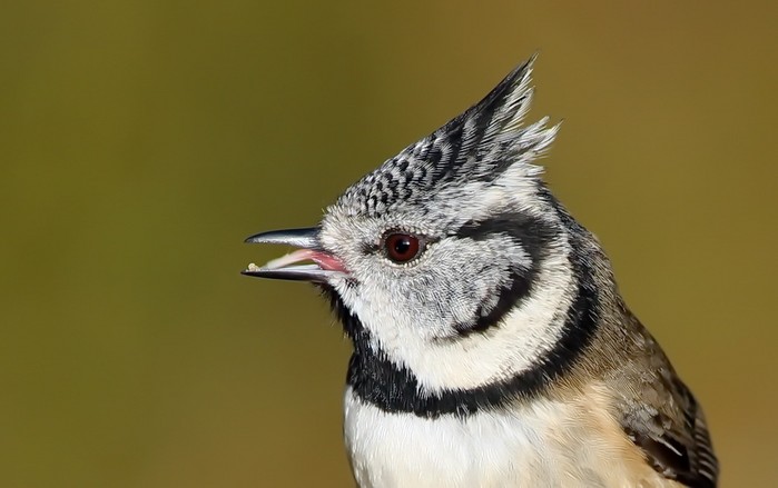 Crested Tit
