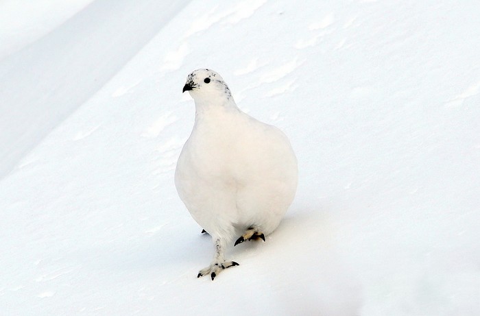 Ptarmigan