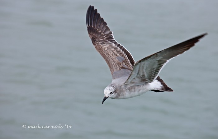 Laughing Gull