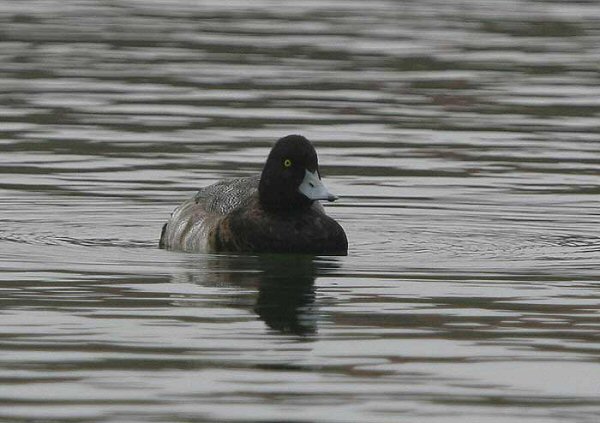 Lesser Scaup