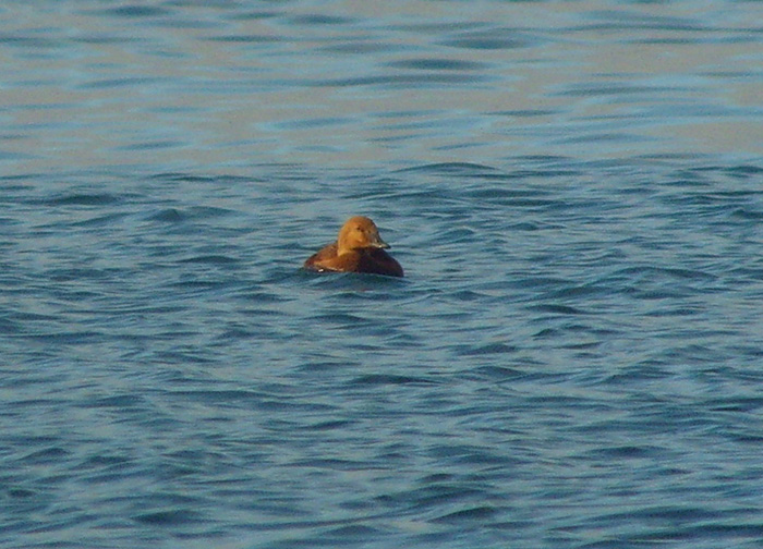 King Eider