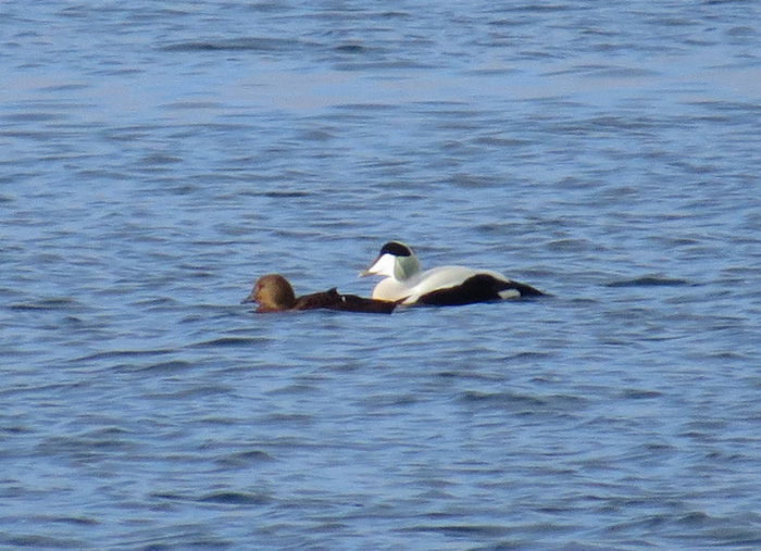 King Eider