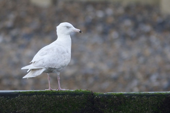 Glaucous Gull