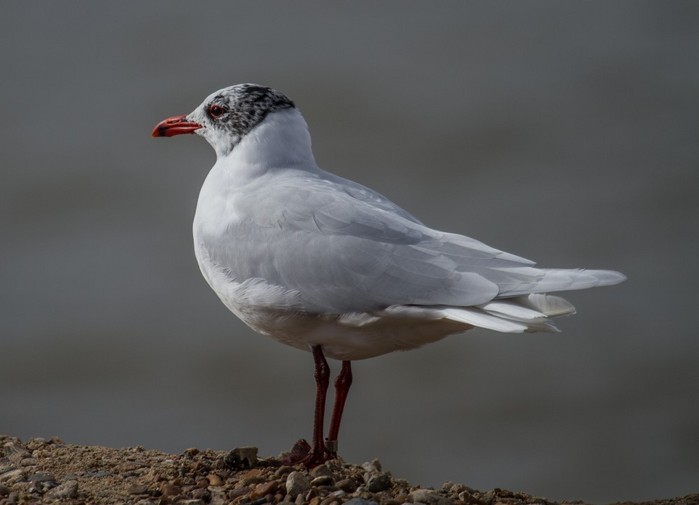 Mediterranean Gull