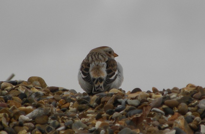 Snow Bunting