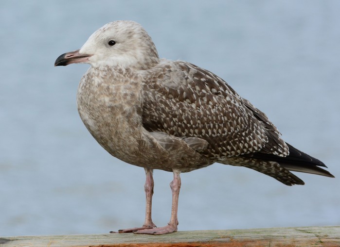 American Herring Gull