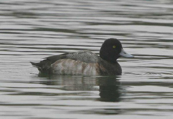 Lesser Scaup