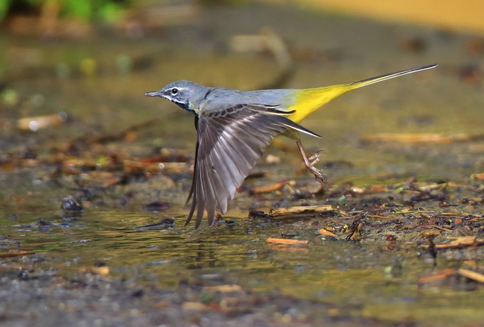 Grey Wagtail