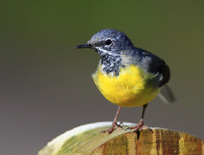 Grey Wagtail
