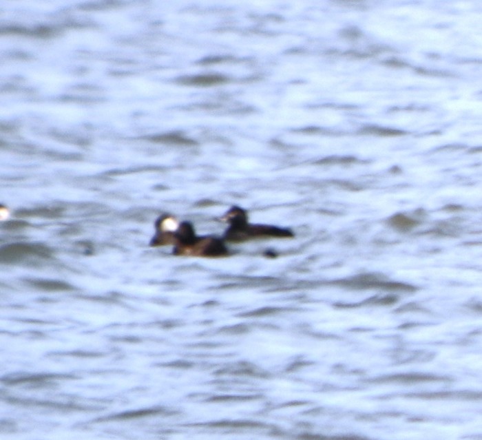 Velvet Scoter