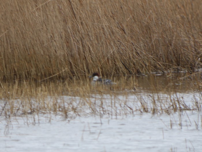 Smew