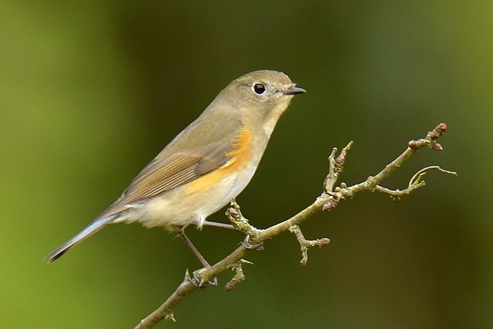 Red-flanked Bluetail