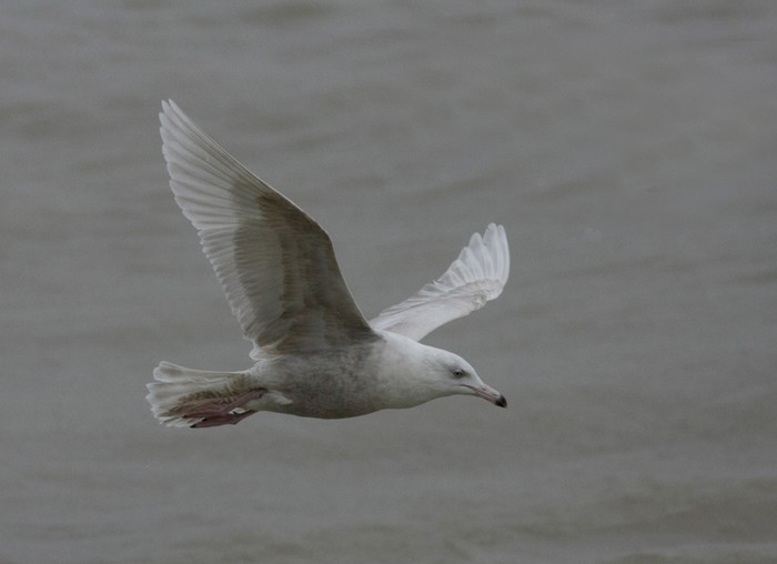 Glaucous Gull
