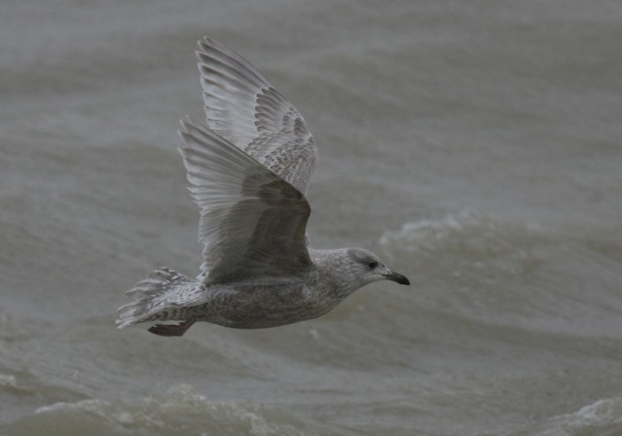 Kumlien's Gull