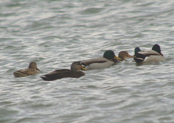 Black Duck