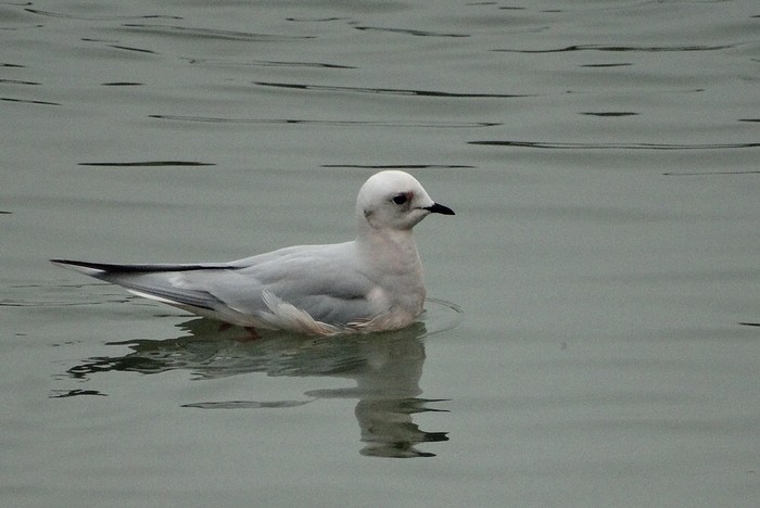 Ross's Gull