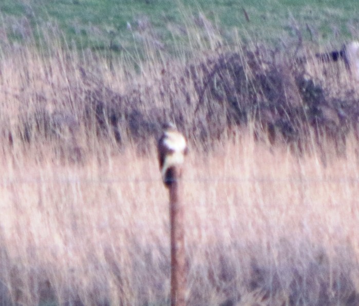 Buzzard