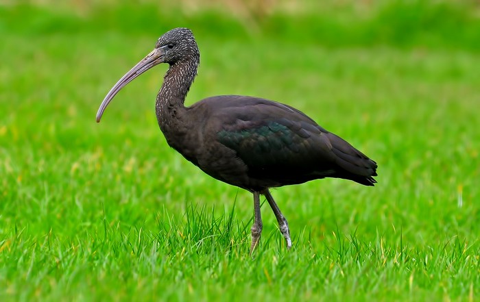 Glossy Ibis