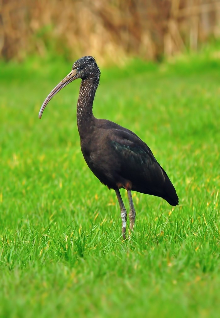 Glossy Ibis
