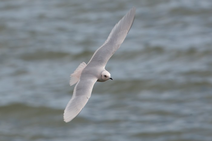 Ross's Gull