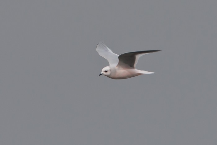 Ross's Gull