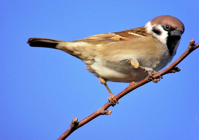 Tree Sparrow