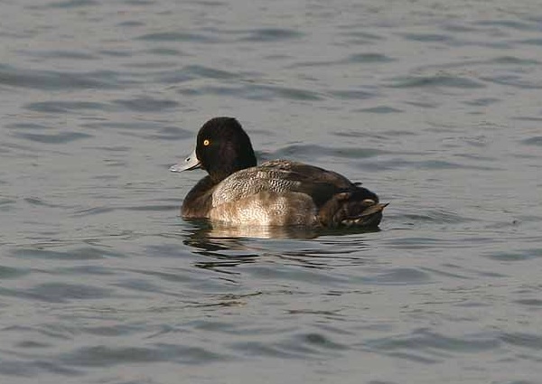 Lesser Scaup