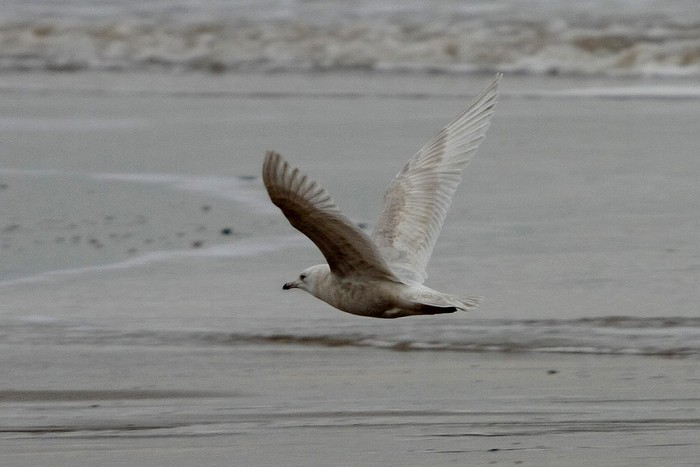 Kumlien's Gull