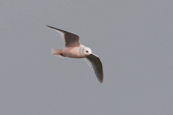 Ross's Gull