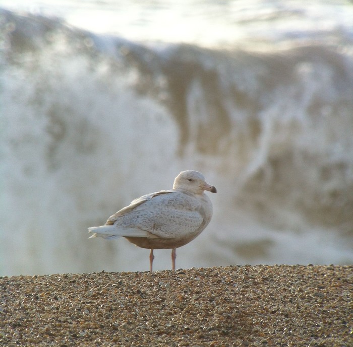 Glaucous Gull