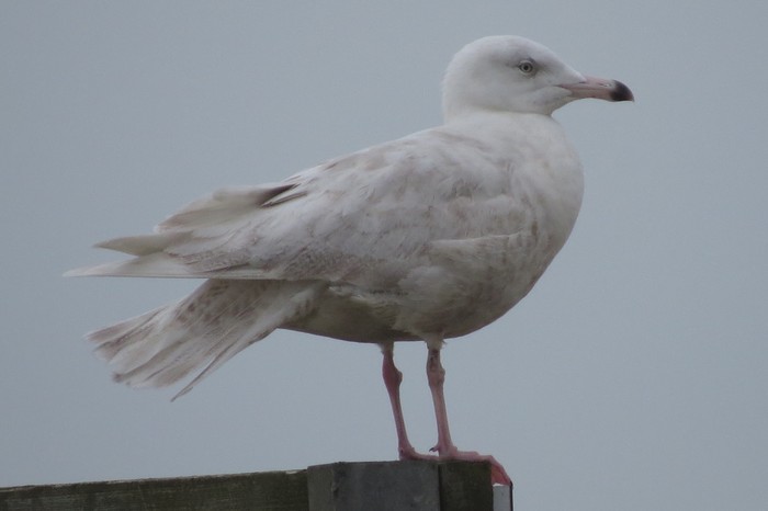 Glaucous Gull