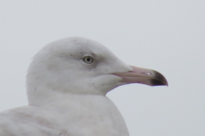 Glaucous Gull