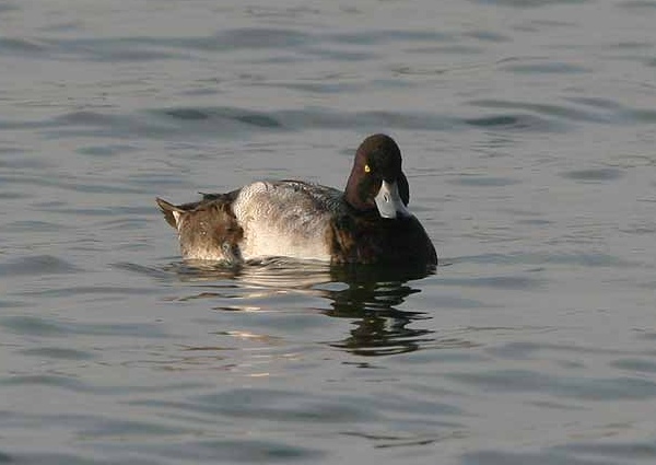 Lesser Scaup